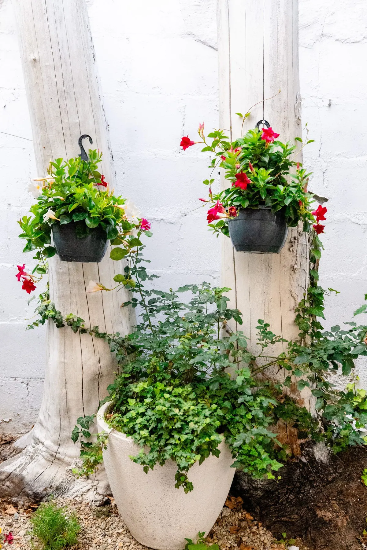 Plante gradina Bucuresti Brera