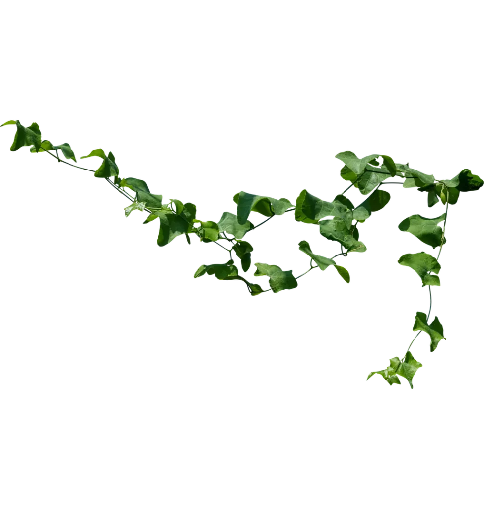 ivy deco